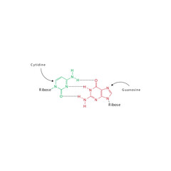 Diagram showing hydrogen bonds between DNA nitrogenous bases - Cytidine and Guanosine, simple schematic illustration.