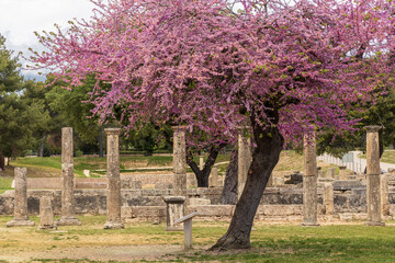 Olympia archaeological site with ruins and beautiful pink plooming flowers, Greece