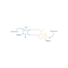 Diagram showing hydrogen bonds between DNA nitrogenous bases - Thymidine and Adenosine, simple schematic illustration.