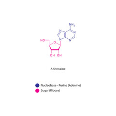 Adenosine skeletal structure schematic illustration, Nucleoside molecule.