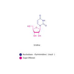 Uridine skeletal structure schematic illustration, Nucleoside molecule.