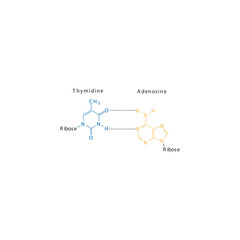 Diagram showing hydrogen bonds between DNA nitrogenous bases - Thymidine and Adenosine, simple schematic illustration.