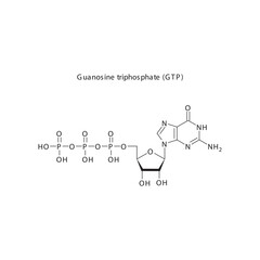 Guanosine triphosphate (GTP) skeletal structure schematic illustration, Nucleoside molecule.
