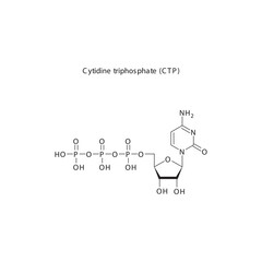 Cytidine triphosphate (CTP) skeletal structure schematic illustration, Nucleoside molecule.