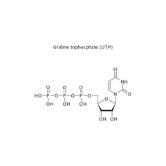 Uridine triphosphate (UTP) skeletal structure schematic illustration, Nucleoside molecule.