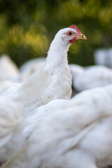White chickens in a fence blurred background