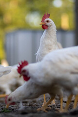 White chickens in a fence blurred background