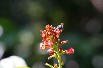 Anthophila found in the forest.