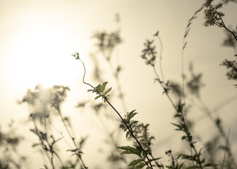Flowers in backlight