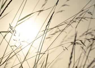 Grass in backlight