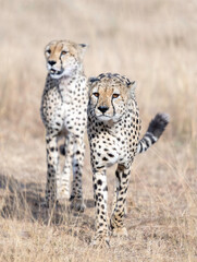 Cheetah (Acinonyx jubatus), Kenya, Africa
