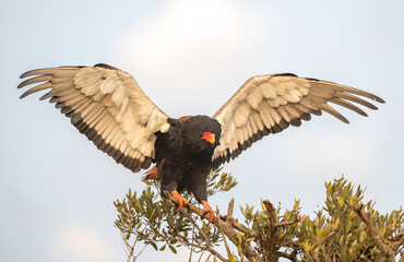 Bateleur Eagle (Terathopius ecaudatus) Maasai Mara, Kenya, Africa