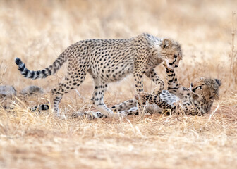 Cheetah in Kenya, Africa 