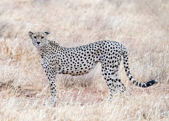 Cheetah in Kenya, Africa 
