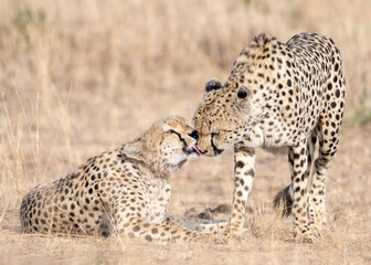 Cheetah in Kenya, Africa 