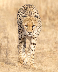 Cheetah in Kenya, Africa 