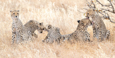 Cheetah in Kenya, Africa 