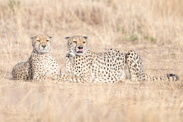 Cheetah in Kenya, Africa 