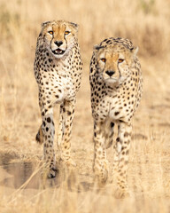 Cheetah in Kenya, Africa 