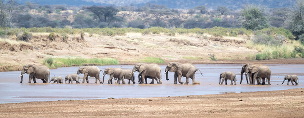 Obraz premium A herd of African bush elephants (Loxodonta africana) crossing a river in Samburu game reserve, Kenya, Africa