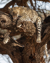A Leopard ( P. pardus) rest up in a tree after feeding in Kenya, Africa