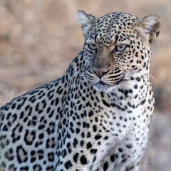 A Leopard (P. pardus) watches over her kill in Kenya, Africa
