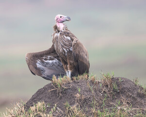 Lappit-faced Vulture (Torgos tracheliotos), Maasia Mara, Kenya, Africa