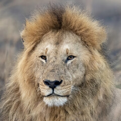 A male lion (Panthera Leo) hunting in the savanna of Maasai Mara, Kenya, Africa
