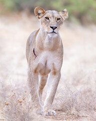 A Lioness (Panthera Leo) hunting in the savannah of Maasai Mara, Kenya, Africa