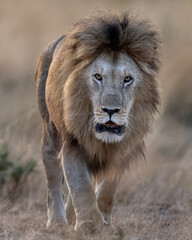 A male lion (Panthera Leo) hunting in the savanna of Maasai Mara, Kenya, Africa