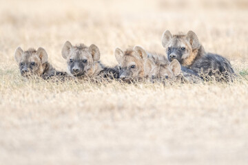 Spotted Hyena (Crocuta crocuta) or Laughing Hyena, Kenya, Africa