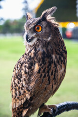 Vertical smart great horned owl standing on perch