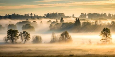 A forest or field shrouded in thick morning fog, with visible silhouettes of trees or bushes.