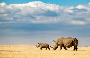 White rhinoceros (Ceratotherium simum) with baby, OL Pejeta, Conservancy, Kenya, Africa