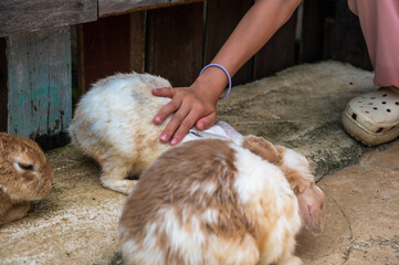 Kid hand touching cute little bunny in farm