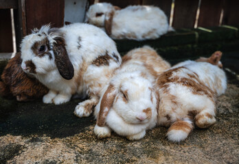Group of adorable multicolor rabbits in the farm