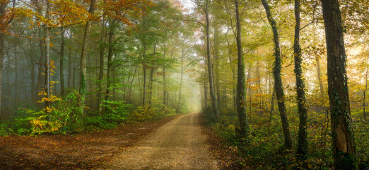 Charming gravel road winding into a foggy forest with beech trees, oaks, and pines. Fallen leaves and vibrant yellow, green, and red foliage. Soft light from the right adds a warm glow.