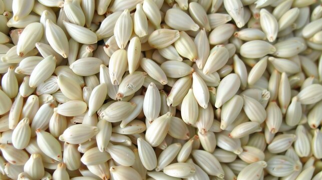 Macro close-up of fresh raw safflower seeds, safflower seed texture surface for wallpaper banner background with copyspace
