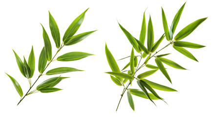 bamboo leaf PNG transparent background 