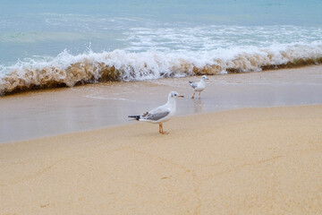 A group of seagulls on a white sandy beach