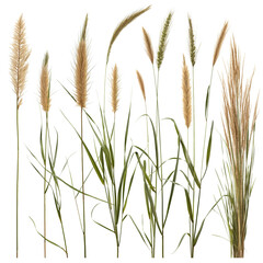 collection grass and plant PNG file removed original background 