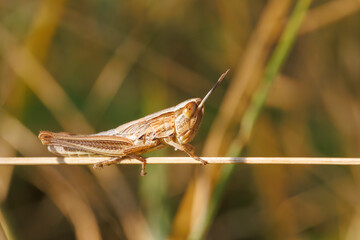 Vue macro d'un criquet sur une tige de plante dans le sud de la France