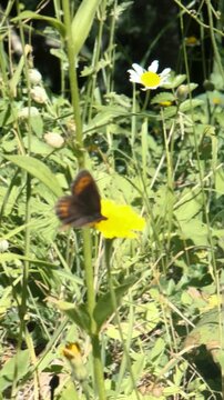 Vertical video of flowers and insects in the D&eacute;voluy mountain range, France