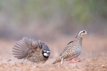 Northern bobwhite (Colinus virginianus) breading display and drinking in South Texas, Rio Grande Valley, North America, USA