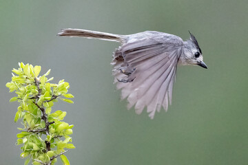 Black-crested Titmouse or Mexican Titmouse (Baeolophus atricristatus) taking flight, South Texas, Rio Grand Valley, USA, North America 