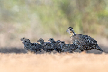 Northern Bobwhite (Colinus virginianus) female with chicks, South Texas, Rio Grande Valley, USA