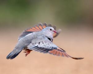 Common Ground-Dove (Columbina passerina) in flight, South Texas, Rio Grande Valley, USA, North America 