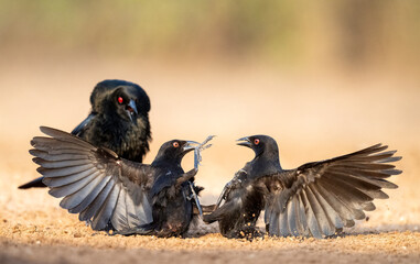 Bronzed Cowbird (Molothrus aeneus) interacting during breeding, South Texas, Rio Grande Valley, USA, North Amercia 
