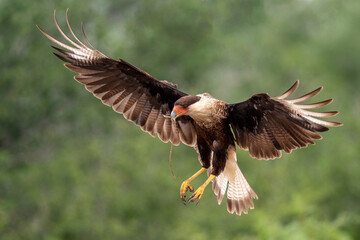 Crested Caracara (Caracara plancus) or Mexican eagle in south Texas, Rio Grande Valley, Texas