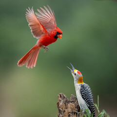 Male Northern Cardinal interactiong with Golden-fronted woodpecker, (Cardinalis cardinalis) in flight and interaction, South Texas, Rio Grande Valley, Texas, US, North America